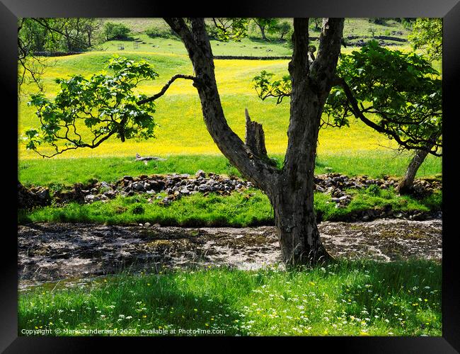 Riverside Tree and Buttercup Meadows in Langstrothdale Framed Print by Mark Sunderland