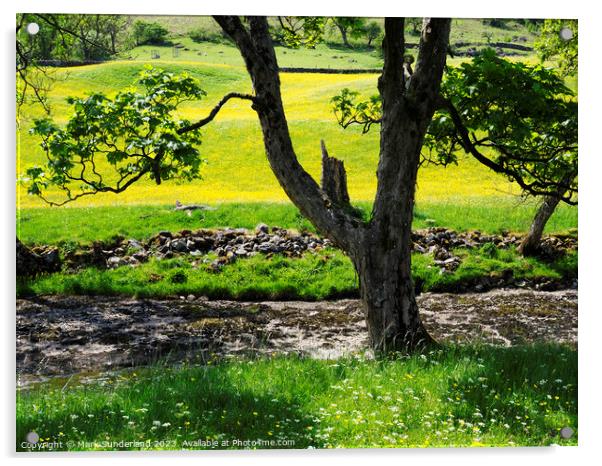 Riverside Tree and Buttercup Meadows in Langstrothdale Acrylic by Mark Sunderland