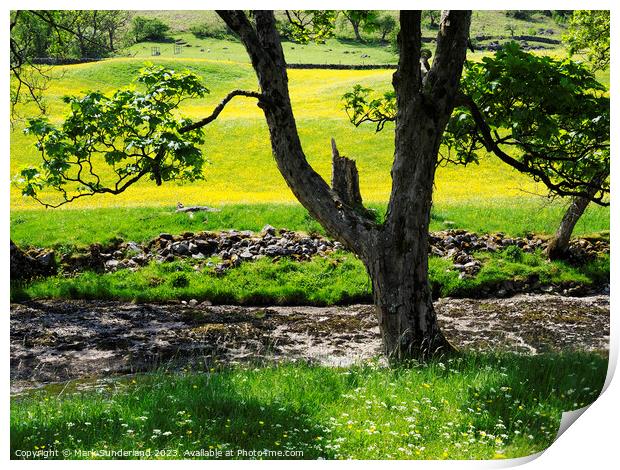 Riverside Tree and Buttercup Meadows in Langstrothdale Print by Mark Sunderland