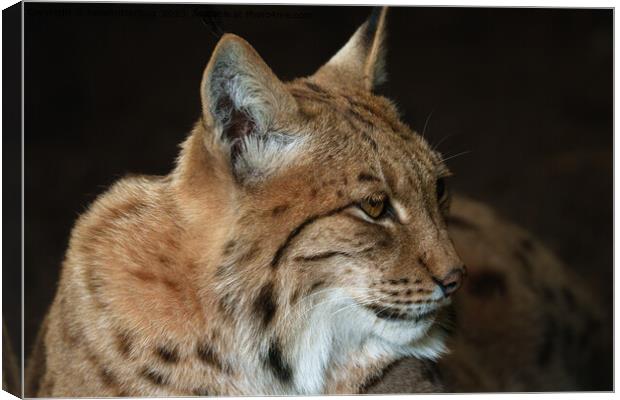  Intense Gaze: Close-up of a Lynx Canvas Print by rawshutterbug 