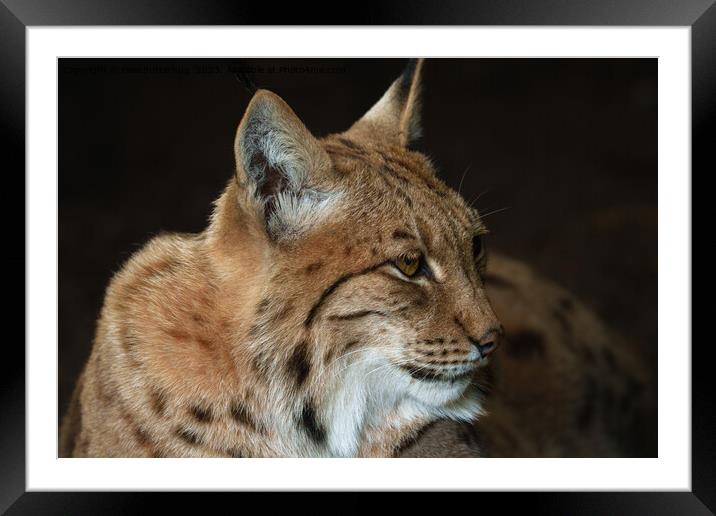  Intense Gaze: Close-up of a Lynx Framed Mounted Print by rawshutterbug 