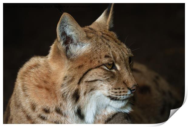  Intense Gaze: Close-up of a Lynx Print by rawshutterbug 