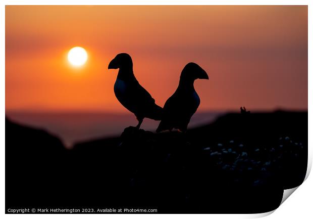 Sunset Puffins Print by Mark Hetherington