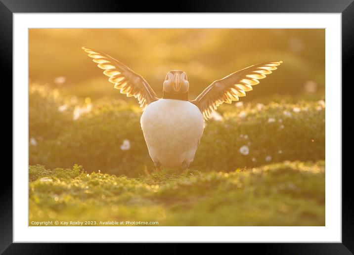 Skomer sunrise puffin Framed Mounted Print by Kay Roxby
