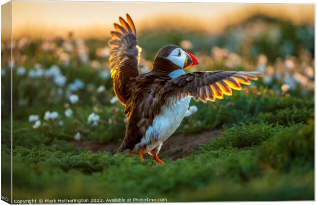 Puffin backlit by the sunset Canvas Print by Mark Hetherington