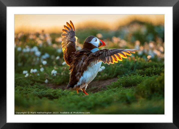 Puffin backlit by the sunset Framed Mounted Print by Mark Hetherington