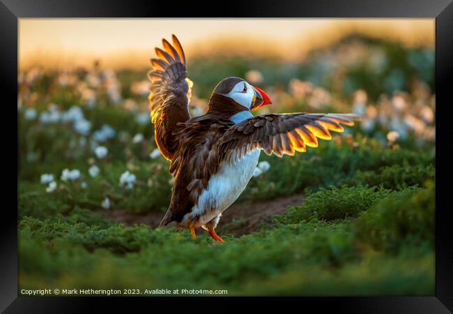 Puffin backlit by the sunset Framed Print by Mark Hetherington