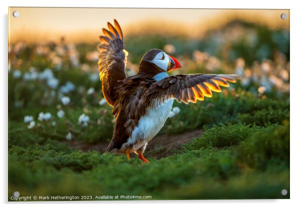 Puffin backlit by the sunset Acrylic by Mark Hetherington