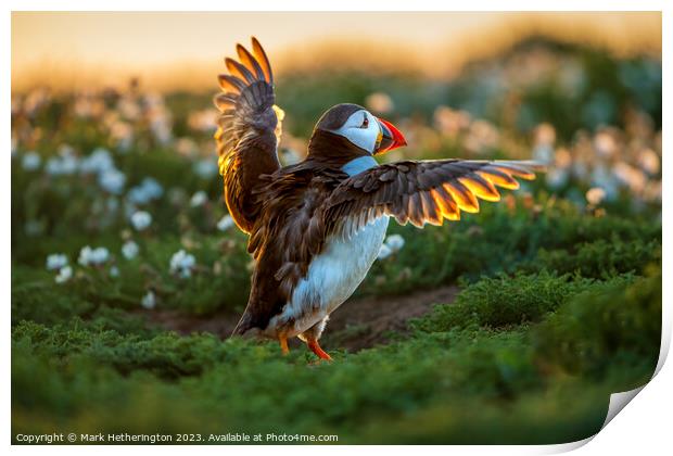 Puffin backlit by the sunset Print by Mark Hetherington