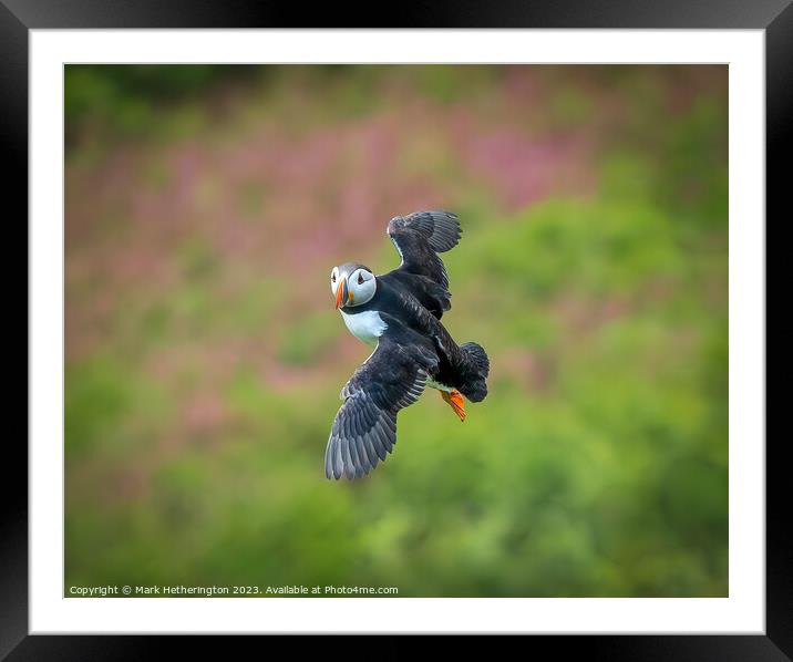 Skomer Puffin in Flight Framed Mounted Print by Mark Hetherington