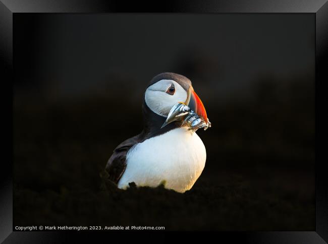 Puffin with a catch of Sand Eels Framed Print by Mark Hetherington