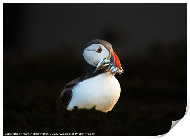 Puffin with a catch of Sand Eels Print by Mark Hetherington
