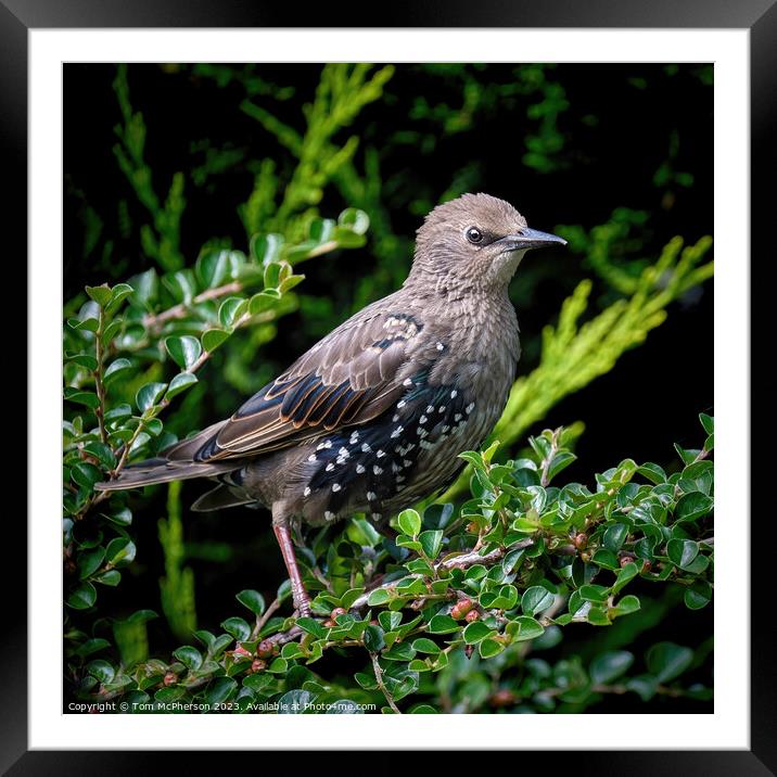 Delicate Young Starling Framed Mounted Print by Tom McPherson