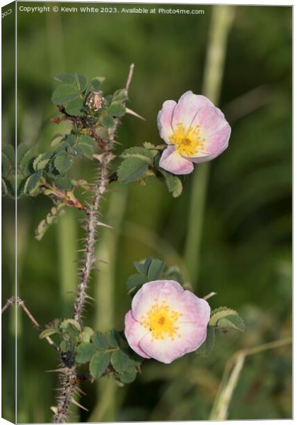 Dog rose growing on the harsh coastlines of Wales Canvas Print by Kevin White