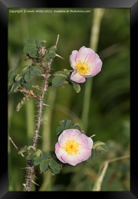 Dog rose growing on the harsh coastlines of Wales Framed Print by Kevin White