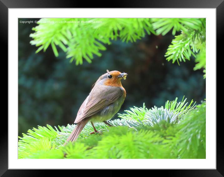 Robin Red Breast Framed Mounted Print by Nicola Clark