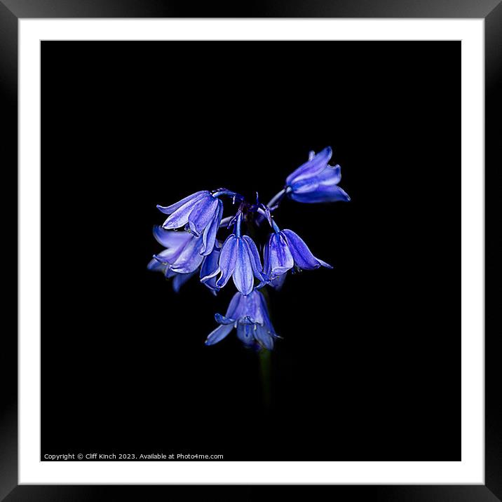 Enchanted Bluebell Forest Framed Mounted Print by Cliff Kinch