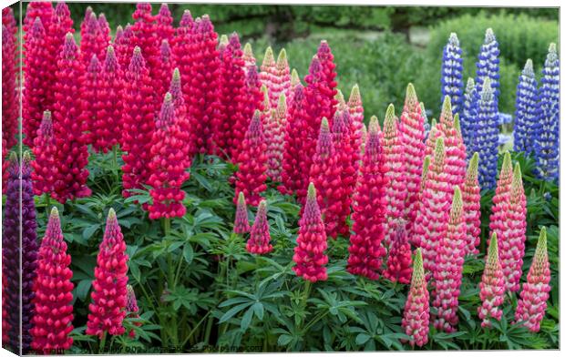 Lupin Flowers Canvas Print by Joy Walker