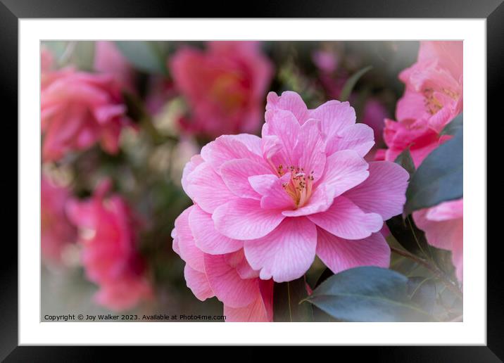 Pink Camellia flowers Framed Mounted Print by Joy Walker