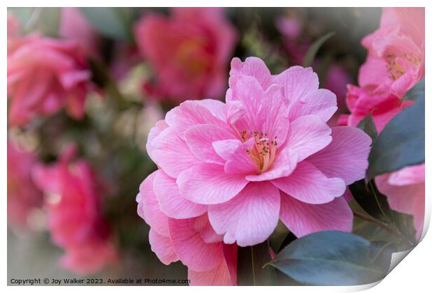 Pink Camellia flowers Print by Joy Walker