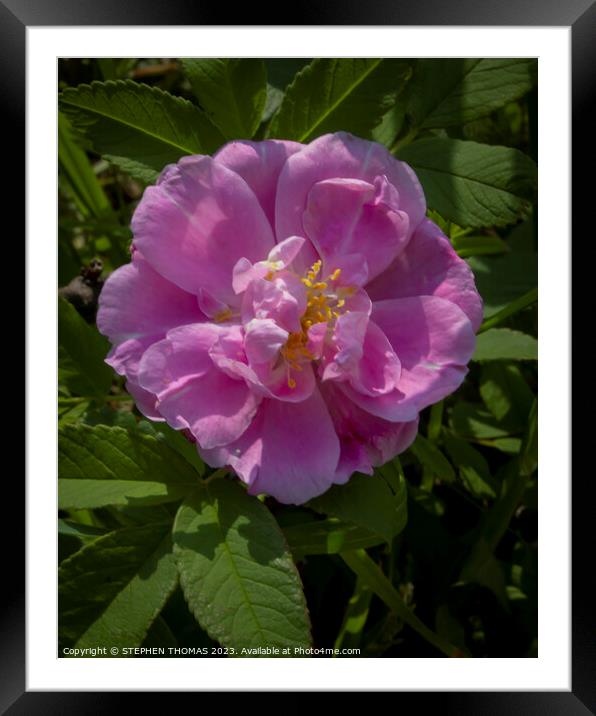 Loney Rose Framed Mounted Print by STEPHEN THOMAS