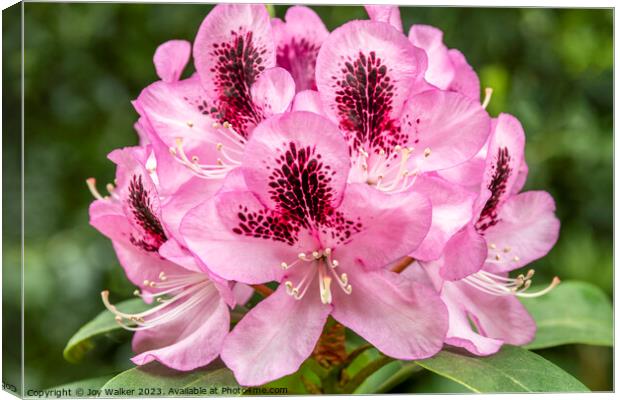 A pink Rhododendron flower Canvas Print by Joy Walker