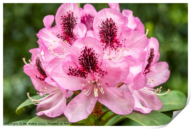 A pink Rhododendron flower Print by Joy Walker