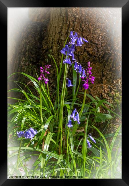 Bluebells and orchids Framed Print by Joy Walker