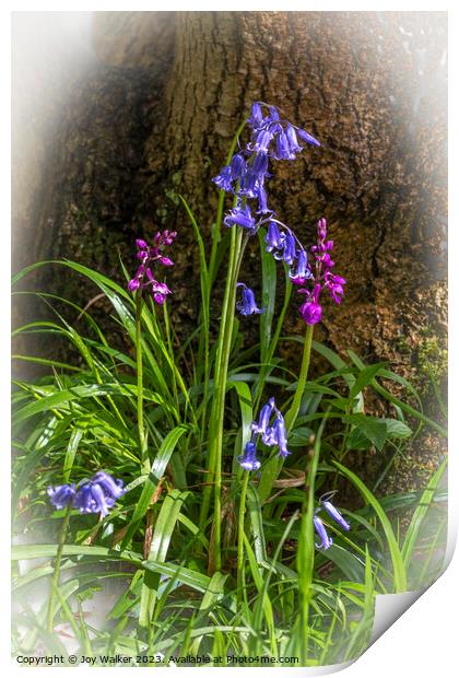 Bluebells and orchids Print by Joy Walker