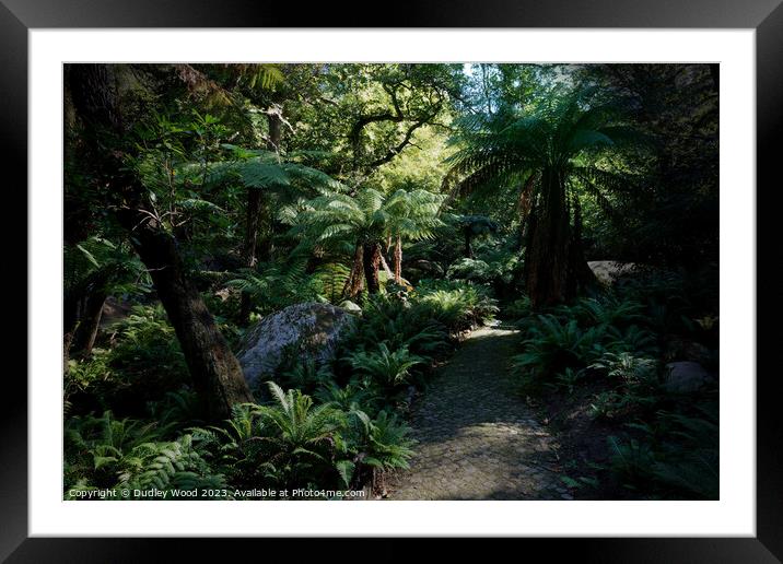woodland pathway Framed Mounted Print by Dudley Wood