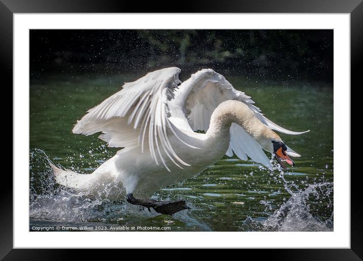Graceful Swan in a Serene Lake Framed Mounted Print by Darren Wilkes