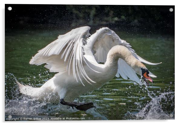 Graceful Swan in a Serene Lake Acrylic by Darren Wilkes