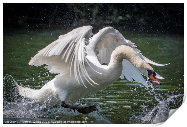 Graceful Swan in a Serene Lake Print by Darren Wilkes