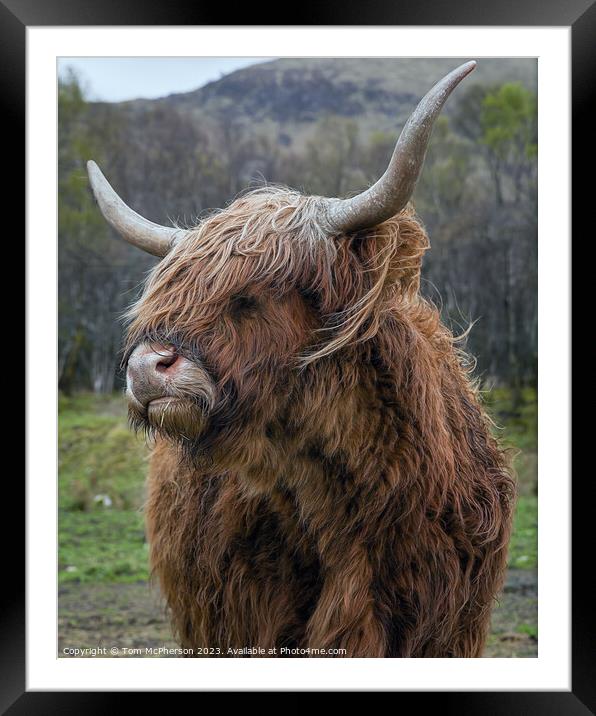 Regal Highland Cow Framed Mounted Print by Tom McPherson