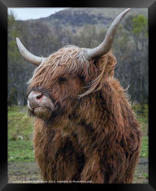 Regal Highland Cow Framed Print by Tom McPherson