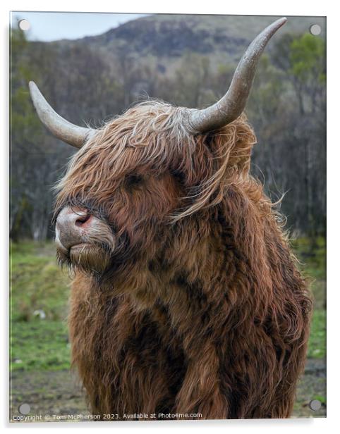 Regal Highland Cow Acrylic by Tom McPherson