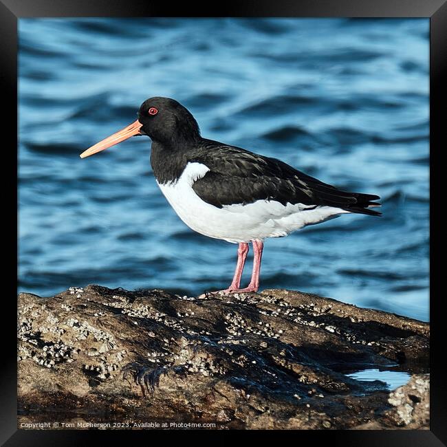 Oystercatcher: The Graceful Aquatic Bird Framed Print by Tom McPherson