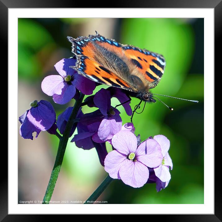 Small tortoiseshell butterfly Framed Mounted Print by Tom McPherson