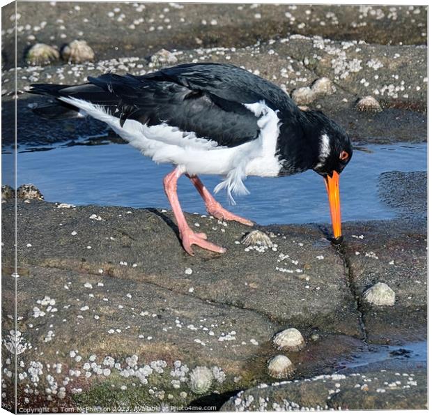 Oystercatcher in rock pools Canvas Print by Tom McPherson