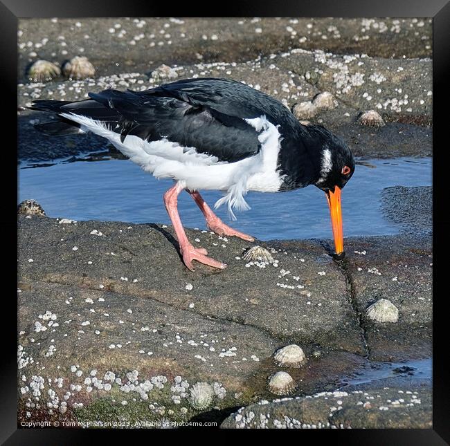 Oystercatcher in rock pools Framed Print by Tom McPherson