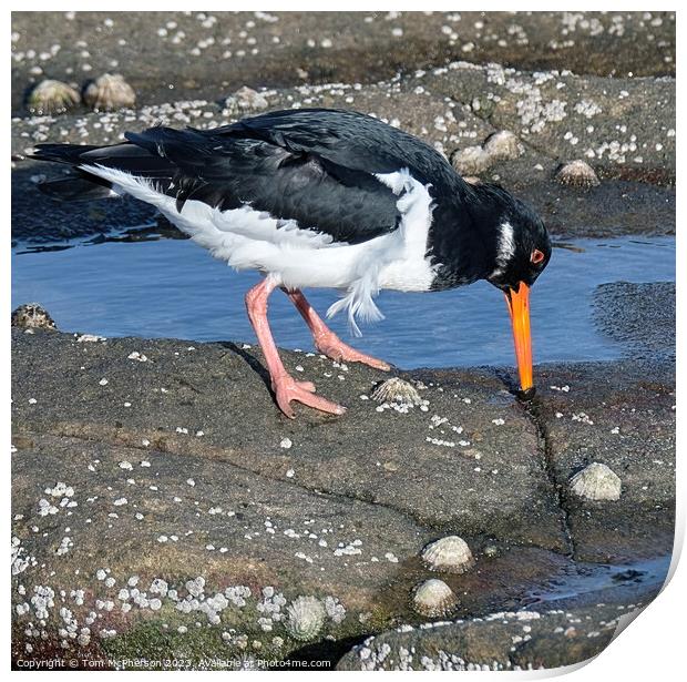 Oystercatcher in rock pools Print by Tom McPherson