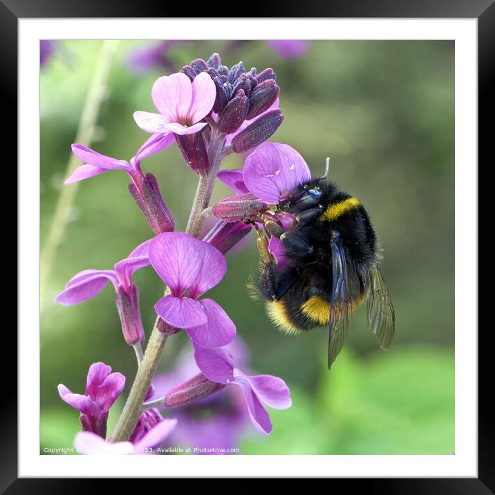 Buzzing Beauty Framed Mounted Print by Tom McPherson