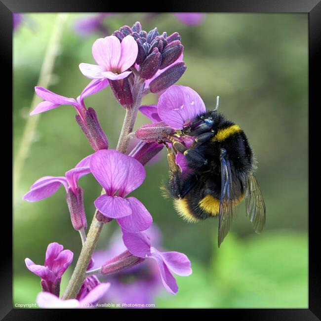 Buzzing Beauty Framed Print by Tom McPherson