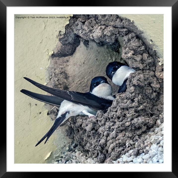 House Martins Nesting  Framed Mounted Print by Tom McPherson