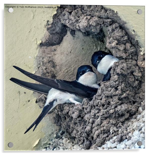 House Martins Nesting  Acrylic by Tom McPherson