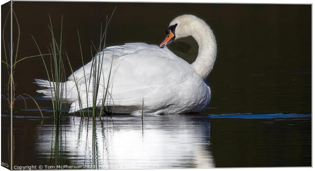 Graceful Swan Gliding on Tranquil Loch of Blairs Canvas Print by Tom McPherson