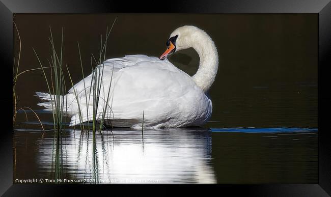 Graceful Swan Gliding on Tranquil Loch of Blairs Framed Print by Tom McPherson