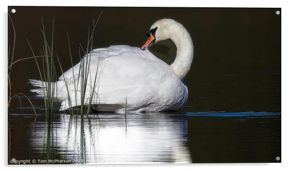 Graceful Swan Gliding on Tranquil Loch of Blairs Acrylic by Tom McPherson