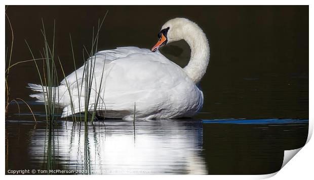 Graceful Swan Gliding on Tranquil Loch of Blairs Print by Tom McPherson