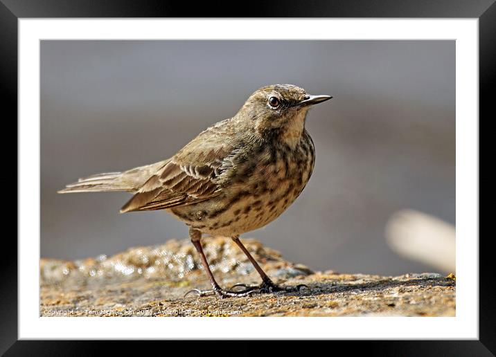Rugged Rock Pipit Framed Mounted Print by Tom McPherson